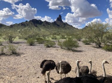 Rooster Cogburn Ostrich Farm